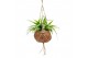 Kamerplanten mix groen Kokodama 15 cm Green Smit Collection 1 pp 