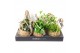 Kamerplanten mix groen Kokodama 15 cm Green Smit Collection 1 pp 