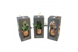 Kamerplanten mix groen Kokodama 12 cm Gift Package Green mix 1 pp