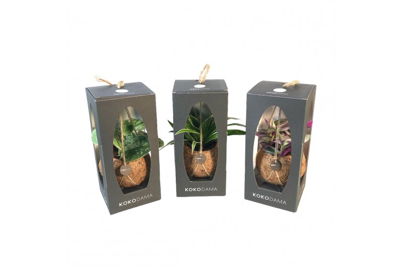 Kamerplanten mix groen Kokodama 12 cm Gift Package Green mix 1 pp 