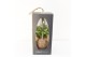 Kamerplanten mix groen Kokodama 12 cm Gift Package Green mix 1 pp 