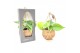 Kamerplanten mix groen Kokodama 12 cm Gift Package Green mix 1 pp 