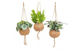 Kamerplanten mix groen Kokodama 17 cm Jungle mix 1 pp
