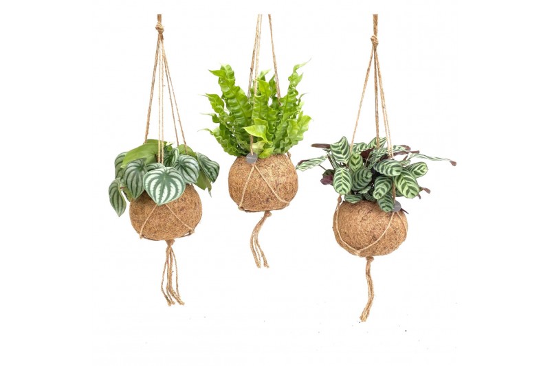 Kamerplanten mix groen Kokodama 17 cm Jungle mix 1 pp 