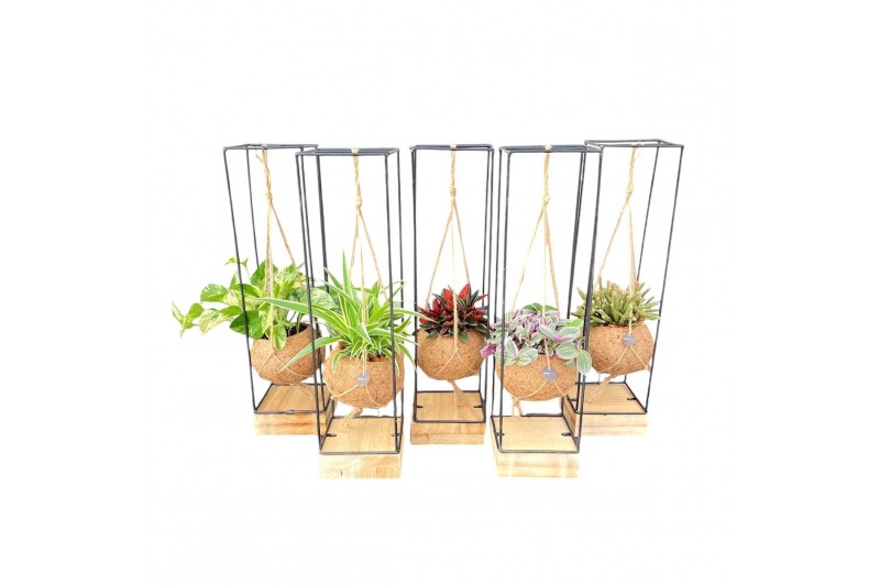 Kamerplanten mix groen Kokodama 15 cm Industrial Eden collection Hangi 