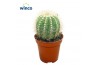 Eriocactus warasii Notocactus Magnificus