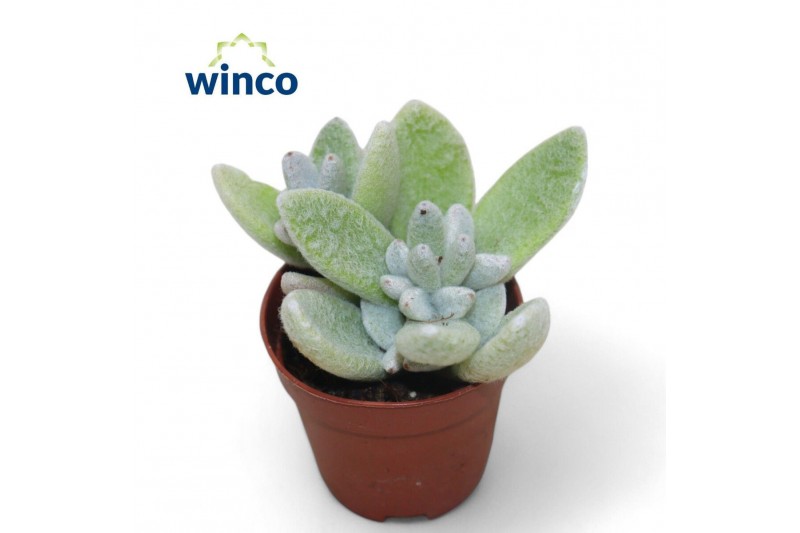 Kalanchoe Kalanchoe Eriophyllaoverig pp 