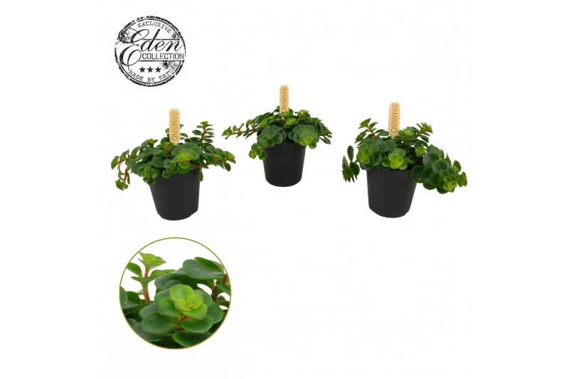 Sedum makinoi Tornado Sedum Tornado 5,5cm 3 pp 