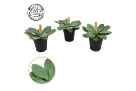 Senecio mountain fire Senecio Cephalophorus 5,5cm cm