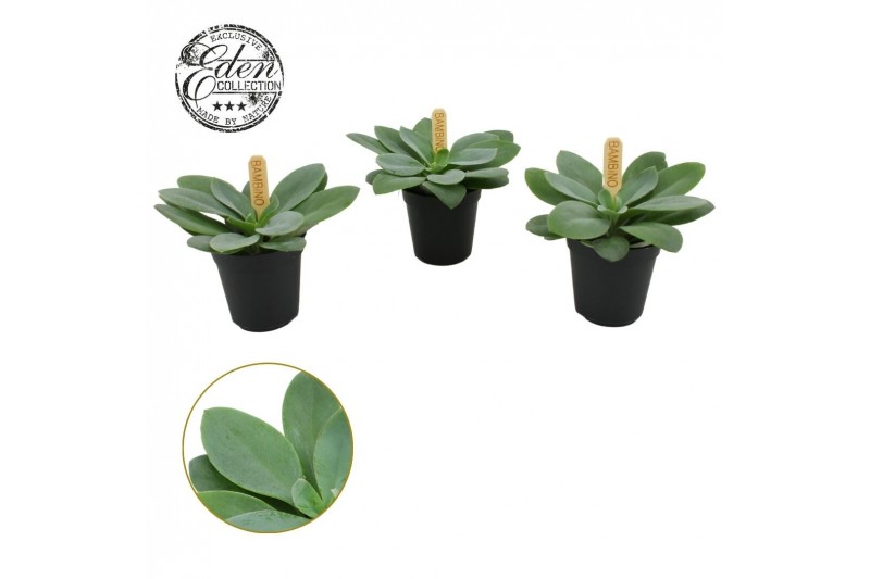 Senecio mountain fire Senecio Cephalophorus 5,5cm cm 