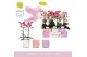 Phalaenopsis multiflora mix Aromio Mix 2 spike in Molise Mix Aquo20 bl 