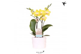 Phalaenopsis multiflora anthura arezzo Kolibri Orchids Phalaenopsis ye