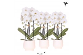 Phalaenopsis elegant cascade Kolibri Orchids Cascade Niagara Fall whit