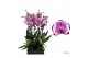 Phalaenopsis brother you Phalaenopsis Brother You - 2 tak 80cm 14 bl.  