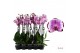 Phalaenopsis brother you Phalaenopsis Brother You - 2 tak 80cm 14 bl.  