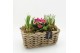 Arrangementen tuinplanten PMCR-2607 Primula creations 3 pp 