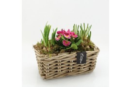 Arrangementen tuinplanten PMCR-2607 Primula creations 3 pp