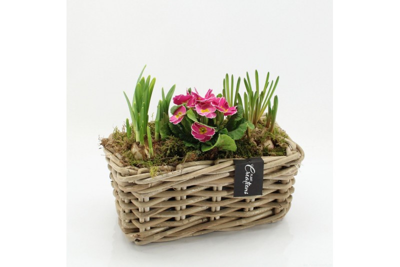 Arrangementen tuinplanten PMCR-2607 Primula creations 3 pp 