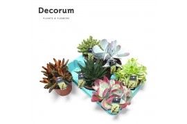 Succulenten Succulenten Mix (6spc.) (decorum)