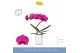 Phalaenopsis paars Balletto Pivot 1 spike in Molise White Aquo9 bl. 1  