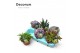 Succulenten Succulenten Mix (decorum) 