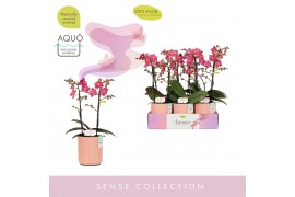 Phalaenopsis multiflora oranje Aromio Floral 2 spike in Molise Salmon 