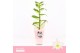 Dendrobium nob. spring dreamstarclass apollon Dendrobium Nobilé, Apoll 