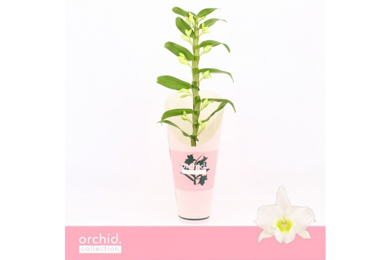 Dendrobium nob. spring dreamstarclass apollon Dendrobium Nobilé, Apoll 