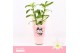 Dendrobium nob. spring dreamstarclass apollon Dendrobium Nobilé, Apoll 