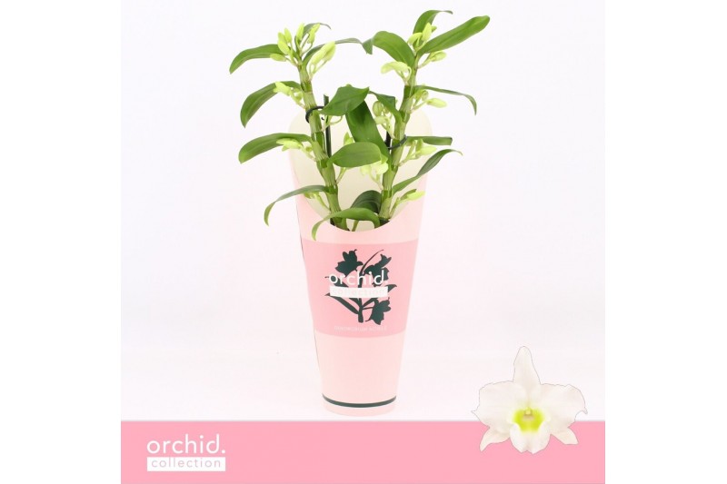 Dendrobium nob. spring dreamstarclass apollon Dendrobium Nobilé, Apoll 