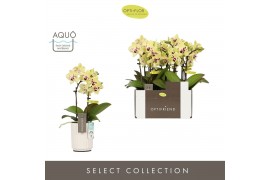 Phalaenopsis multiflora geel Optifriend Anouk 2 spike in Molise White 