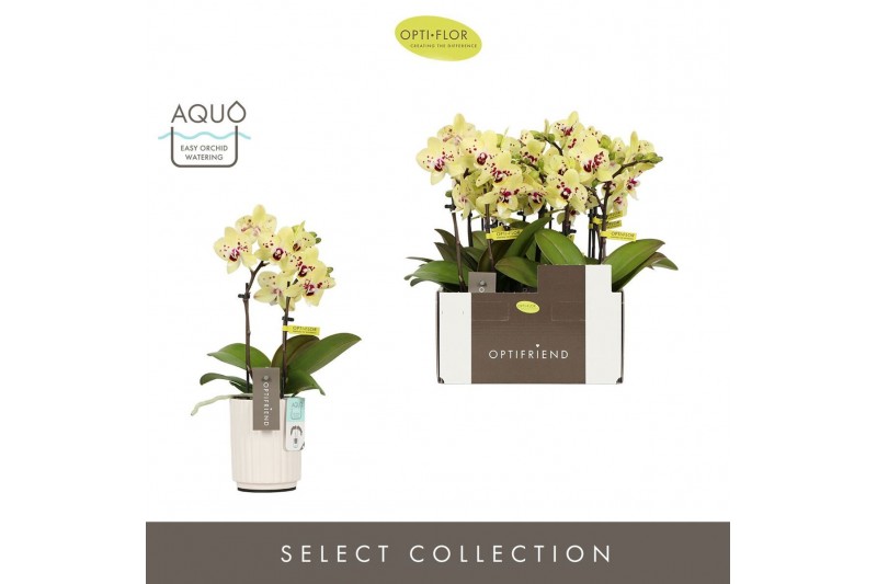 Phalaenopsis multiflora geel Optifriend Anouk 2 spike in Molise White  