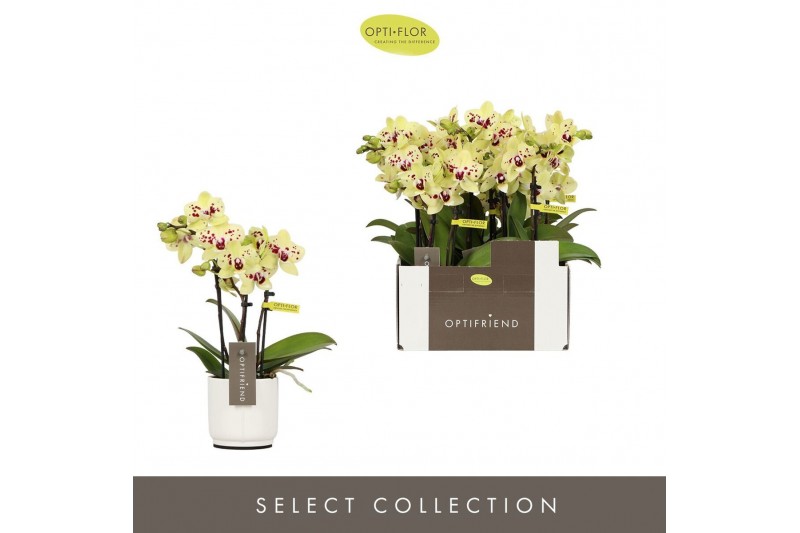 Phalaenopsis multiflora Optifriend Anouk 3 spike in Lazio White 15 bl. 