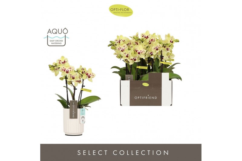 Phalaenopsis multiflora Optifriend Anouk 3 spike in Molise White Aquo  