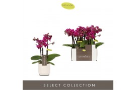 Phalaenopsis multiflora paars Optifriend Emma 3 spike in Lazio White 1