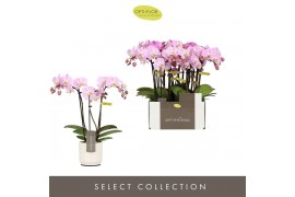 Phalaenopsis multiflora roze Optifriend Fenna 3 spike in Lazio White 1