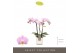Phalaenopsis multiflora roze Optifriend Fenna 3 spike in Lazio White 1 