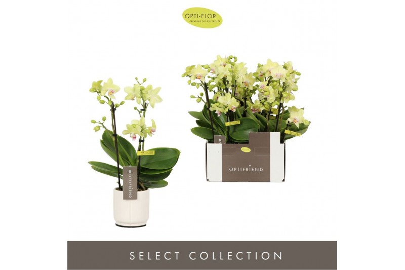 Phalaenopsis multiflora geel Optifriend Lena 3 spike in Lazio White 15 
