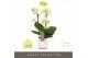 Phalaenopsis multiflora geel Optifriend Lena 3 spike in Lazio White 15 