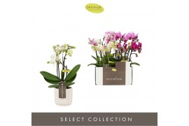Phalaenopsis multiflora mix Optifriend Mix 3 spike in Lazio White 15 b