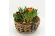 Arrangementen tuinplanten PMCR-2606 Primula creations 5 pp 
