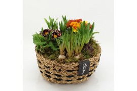 Arrangementen tuinplanten PMCR-2606 Primula creations 5 pp