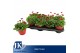 Bellis perennis rusher carmi Bellis p14 TST pot Red 