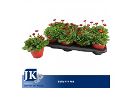 Bellis perennis rusher carmi Bellis p14 TST pot Red