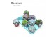 Echeveria mix Echeveria Mix (10spc.) (decorum)1 bl. 1 pp 
