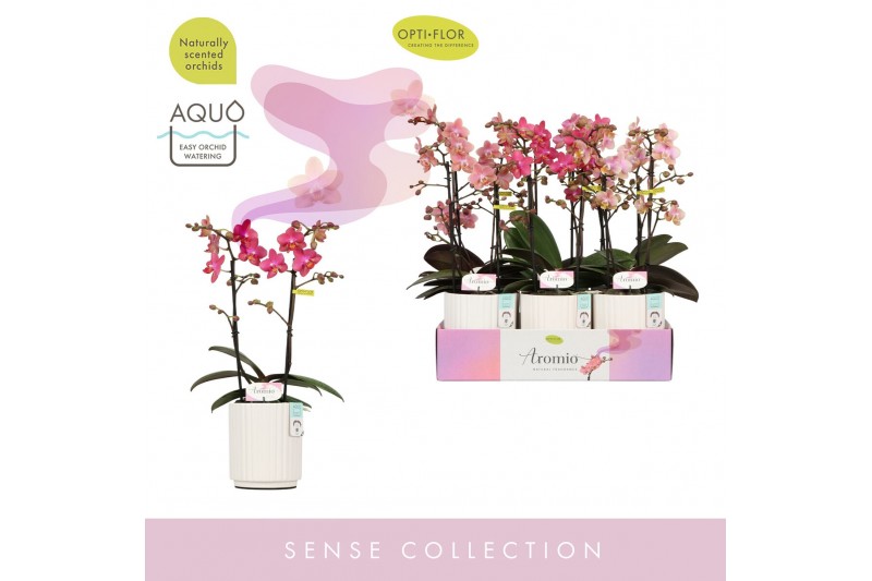 Phalaenopsis multiflora mix Aromio Mix 2 spike in Molise White Aquo 20 