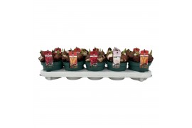 Tulipa mix 3 kleuren Tulpen mix 3 soorten 5 per pot