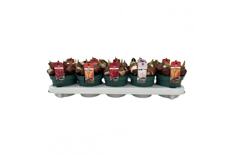 Tulipa mix 3 kleuren Tulpen mix 3 soorten 5 per pot 