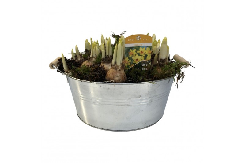 Arrangementen narcissus Zink groot rond met houten oren 15 pp 