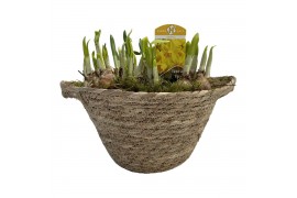 Arrangementen tete a tete Zeegrasmand Tete-a-Tete 23 cm 1 pp 8 per pot